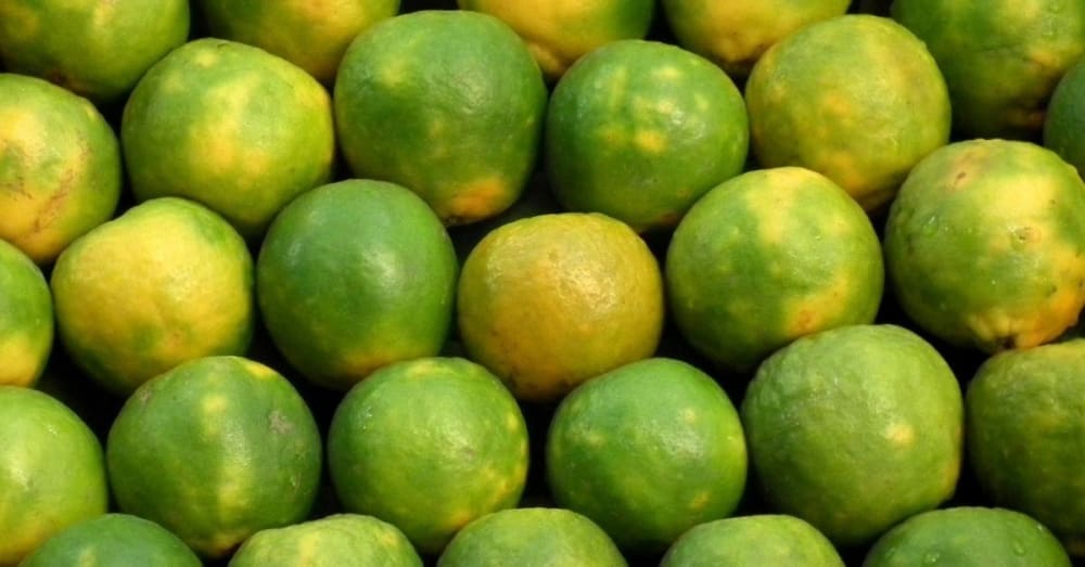 26 Secret Mosambi Juice Benefits We Bet You Didn't Know About…Until Now!